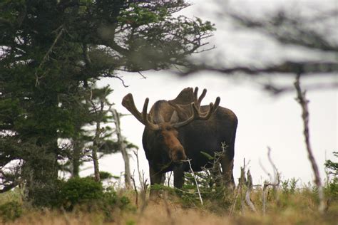 moose spotted while hiking the skyline trail in cape bret… flickr