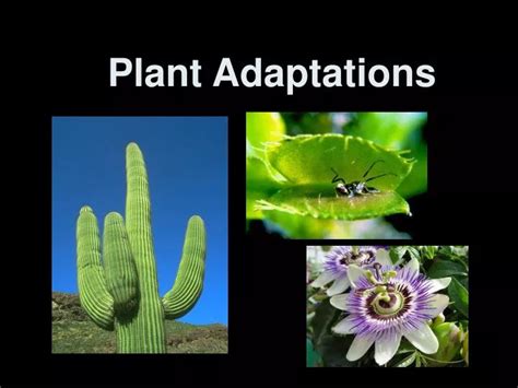 Ppt Plant Adaptations Powerpoint Presentation Free Download Id6899917