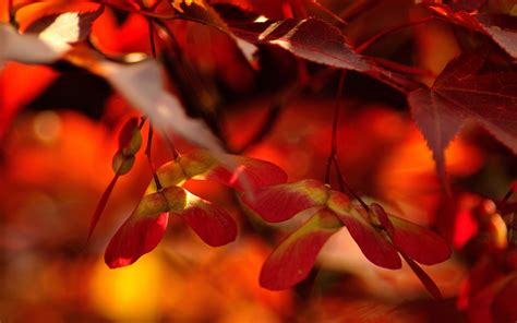 Red Autumn Leaves Close Up Autumn Of Natural Scenery Wallpaper Preview