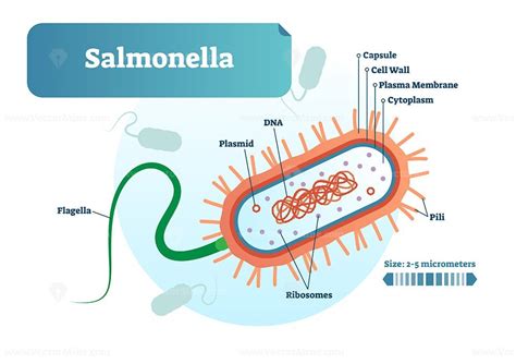 Bakteri Salmonella Typhii Memiliki Struktur Flagella Homecare24