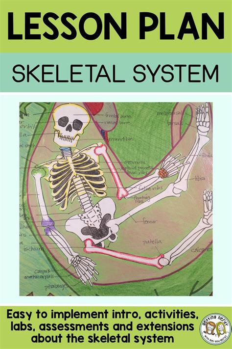 Skeletal System Skeleton Project Life Science Lessons Human Body My