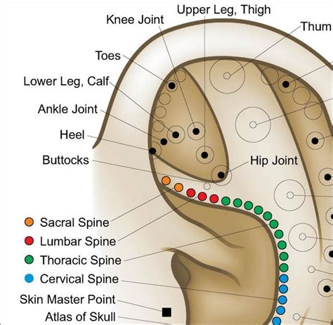 Auriculotherapy Ear Acupuncture Poster Acupressure Treatment Ear