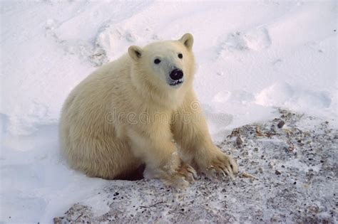Polar Bear Cub Stock Photo Image Of Winter Cubs Snow 7338608