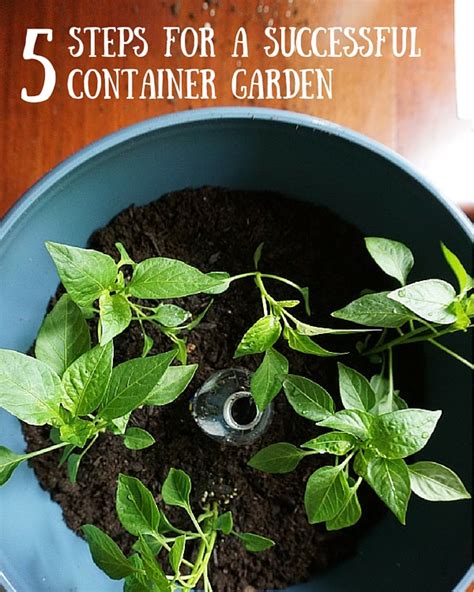 How To Grow A Container Garden Diy Home Health