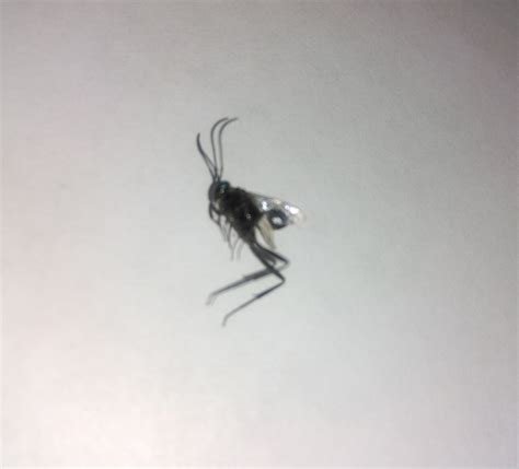 Flying Mosquito Like Insects Update With Picture