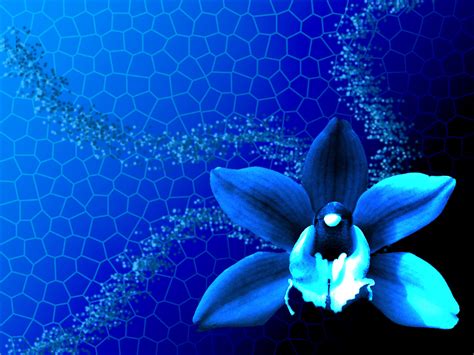 42 Blue Orchid Wallpaper Wallpapersafari