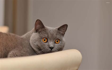 Scared Gray Cat Wallpaper Animal Wallpapers 54594