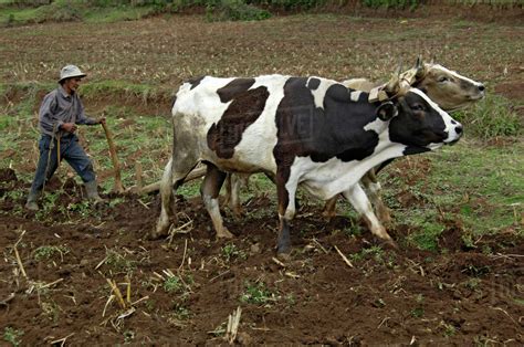 Guatemala Farmer Plowing His Fields With Oxen Stock Photo Dissolve