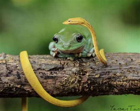 Friend Dumpy White Tree Frog With Ahaetulla Nasuta Funny Animal