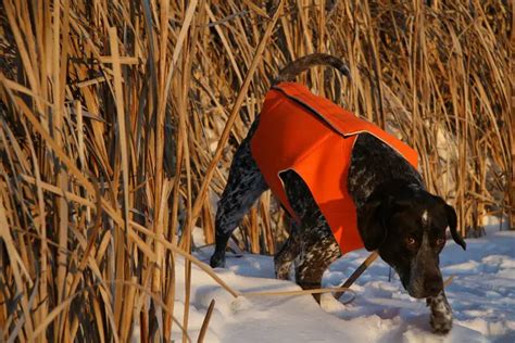 7 Best Hunting Vests For Dogs To Keep Your Dog Visible