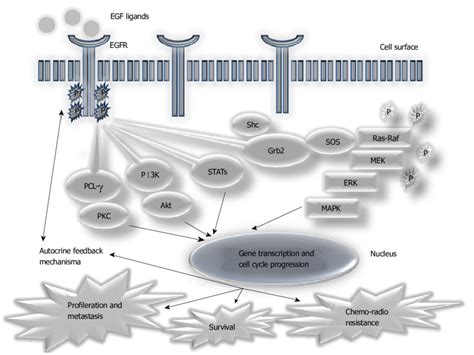 Molecular Mechanisms Through The Epidermal Growth Factor Receptor