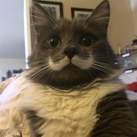 Hamilton The Hipster Kitty