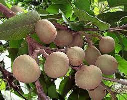 Candlenut, candleberry, indian walnut, varnish tree atau kukui nut tree), juga dikenali sebagai kemiri di indonesia, ialah salah satu spesies tumbuhan dalam famili euphorbiaceae. Buah Keras,Kukui (Aleurites moluccana) Candlenut fruits ...
