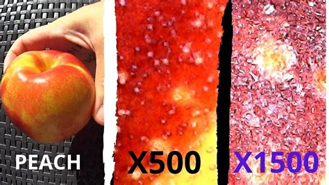 How It Looks Peach At Amazing X500 X1500 Zoom 4k Under The Microscope
