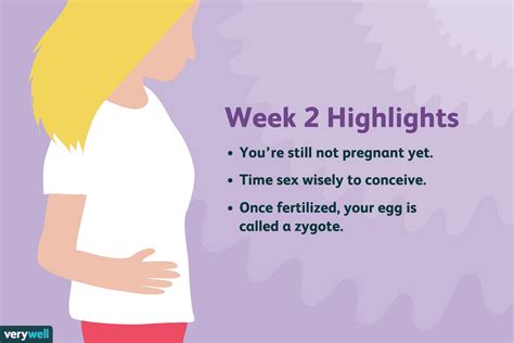 2 Weeks Pregnant Symptoms Baby Development And More
