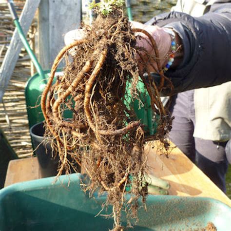 Rootcuttings2 The Hardy Plant Society Somerset Group