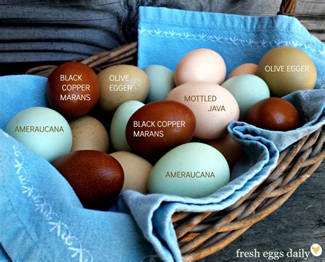 A Rainbow Of Egg Colors What Breed Of Chicken Lays Which Color Egg Fresh Eggs Daily®