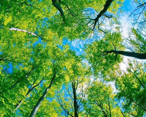 Forest Trunks Trees Leaves Crown Sky Blue Hd Wallpaper 2560x1440