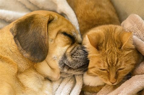 Entropion Nel Cane E Gatto Cause Sintomi E Terapia Petsblog