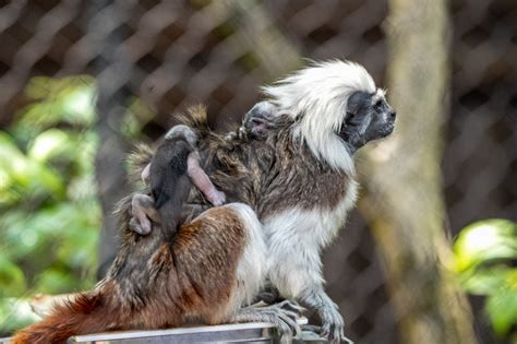 A Pair Of Rare Cotton Top Tamarin Monkeys Were Just Born At Walt Disney