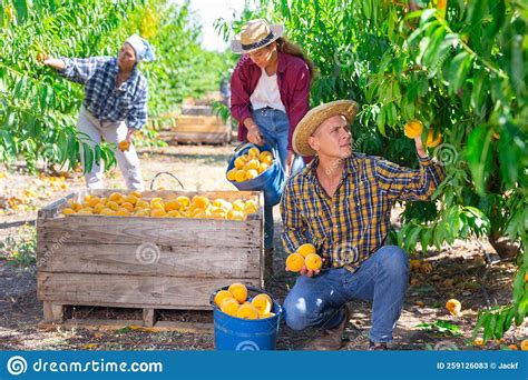 Confident Farmer Harvesting Ripe Peaches In Summer Orchard Stock Image