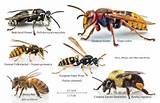 Pictures of Wasp Types
