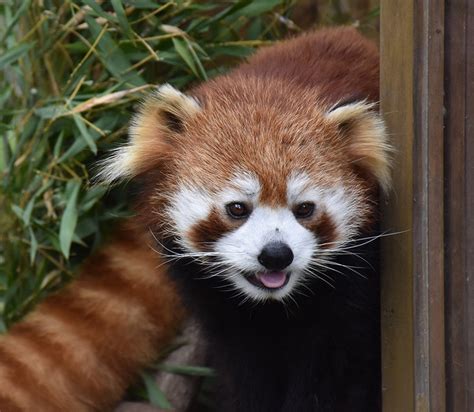 Shift in pronunciation from kawayui below. とべ動物園だより：レッサーパンダ 超かわいい、丸顔王子 ...