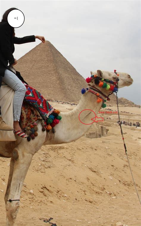 Some of the animals seemed content, chomping away nonchalantly; Ill treatment of camels at the Pyramids (Part 2) - The ...