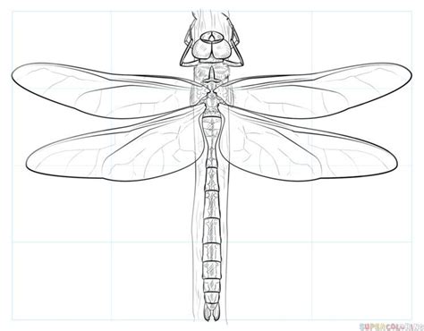 How To Draw A Dragonfly Step By Step Drawing Tutorials For Kids And