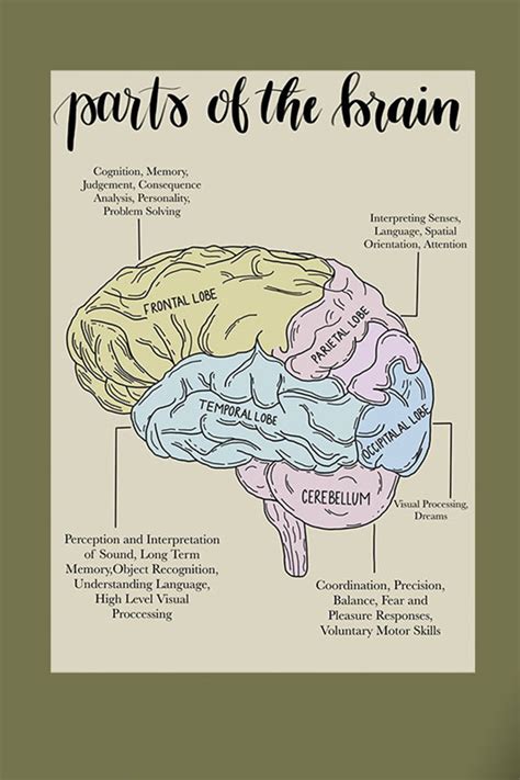 Parts Of The Brain Psychology Poster Etsy