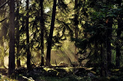 Free Images Landscape Tree Nature Wilderness Branch Sunlight