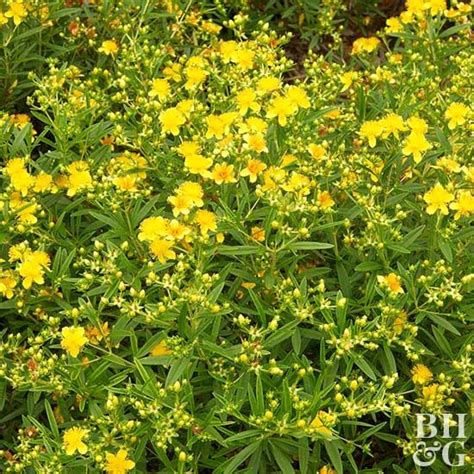 Sunny Boulevard St Johns Wort Is A Long Blooming Shrub That Starts