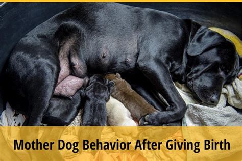 The Complete Guide To Mother Dog Behavior After Giving Birth Zooawesome
