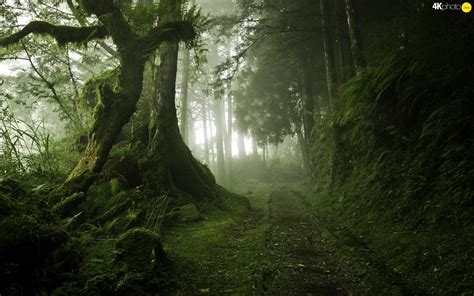 résultat de recherche d images pour fog forest 4k mystical forest nature beautiful nature