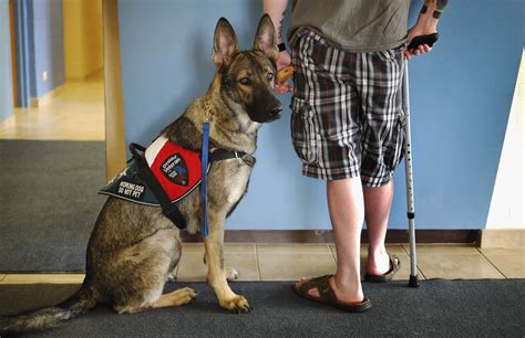 In order to qualify for a psychiatric service dog. Dogs help stressed U.S. military veterans cope with ...