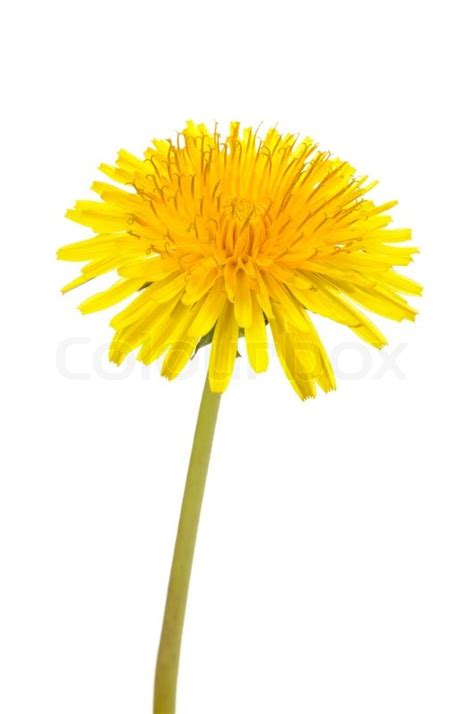 Keep things chic, minimalist, and simple with a white background from unsplash. Yellow Dandelion (Taraxacum Officinale) ... | Stock Photo ...