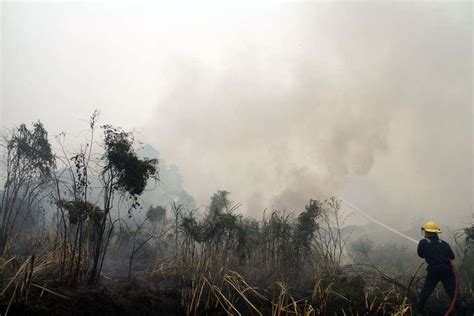 KLHK Sudah Jerat Perdata Perusahaan Pembakar Hutan