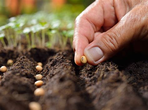 Planting Seeds