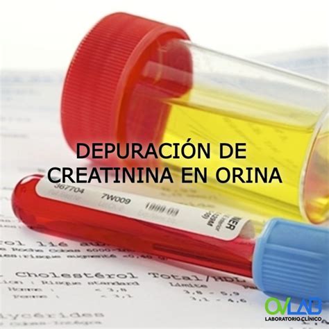 DepuraciÓn De Creatinina En Orina Ovlab Oandv Laboratorios