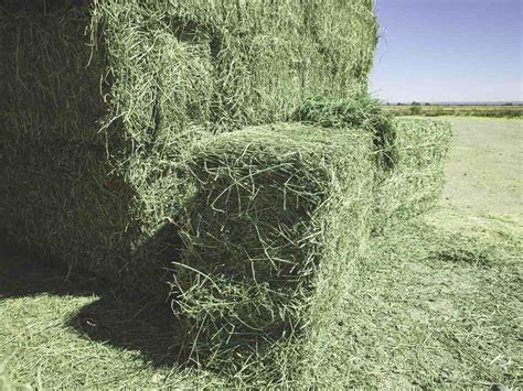 Premium Alfalfa Hay For Sale — Conway Feed And Supply