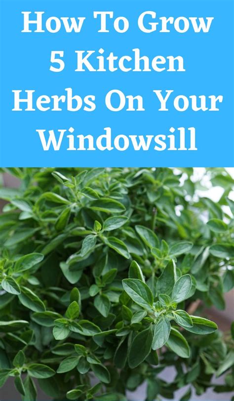 How To Grow 5 Kitchen Herbs On Your Windowsill Gardening Sun Herbs