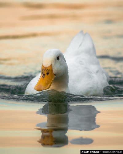 The pekin or white pekin is an american breed of domestic duck, raised primarily for meat. American Pekin Duck | This photo was taken on August 30 ...
