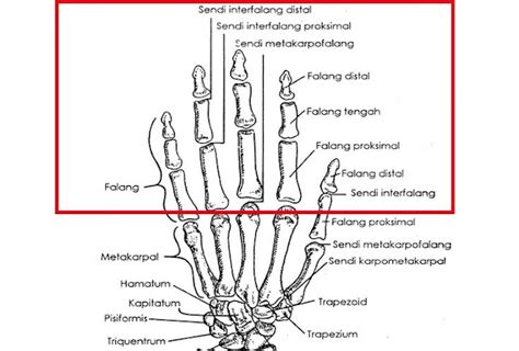 3 Fungsi Tulang Jari Tangan Manusia Gambar Lengkap