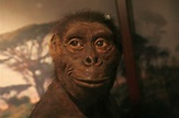 Chi era Lucy? Storia e ritrovamento dell'australopiteco più famoso del ...