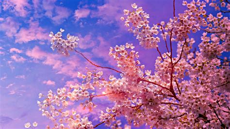 2560x1440 Cherry Blossom Tree 4k 5k 1440p Resolution Hd 4k Wallpapers