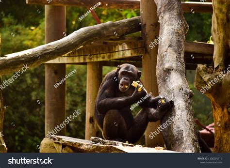 Chimpanzee Eating Banana Stock Photo 1208255710 Shutterstock