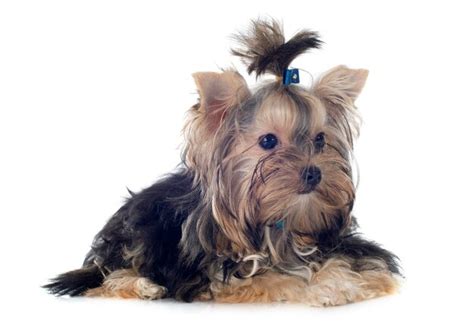 Premium Photo Portrait Of A Purebred Yorkshire Terrier In Front Of