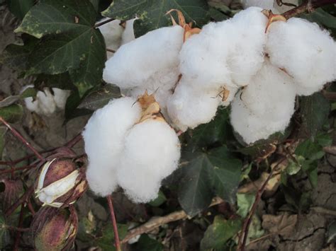 The Zees Go West: Cotton Fields in October