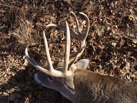 Best Times To Hunt During The Rut Whitetail Hunting