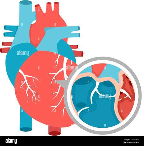 Primer Plano De La Anatomía Del Corazón Humano Diagrama Educativo Con